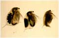 fig of asexual, sexual female and male Daphnia magna