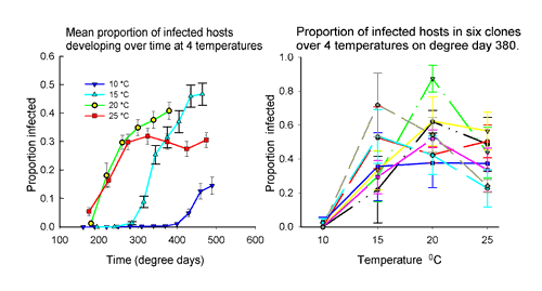graphs showing infection rates at different temperatures and for different clones